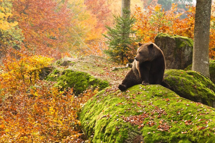 Медвежонок и осень