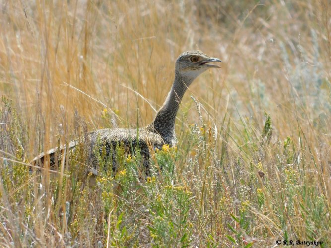 Туған жердің табиғаты